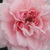 Ružová - Nostalgická ruža - Blush™ Winterjewel®